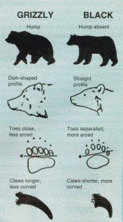 Grizzly vs Black