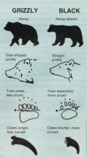 What to do if you see a bear: How to stay safe