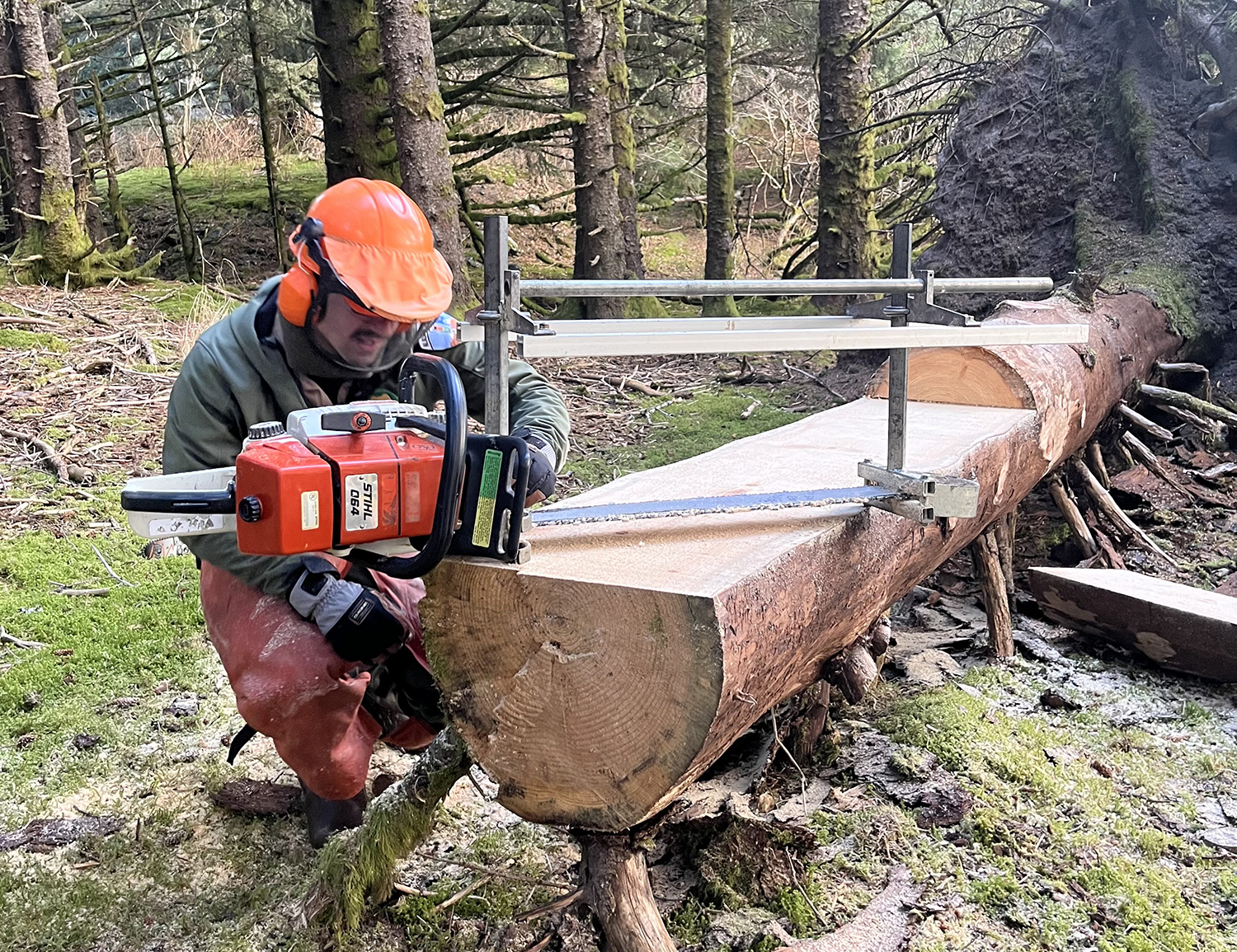 ACC cutting a level surface out of a large log from a wind-fallen tree