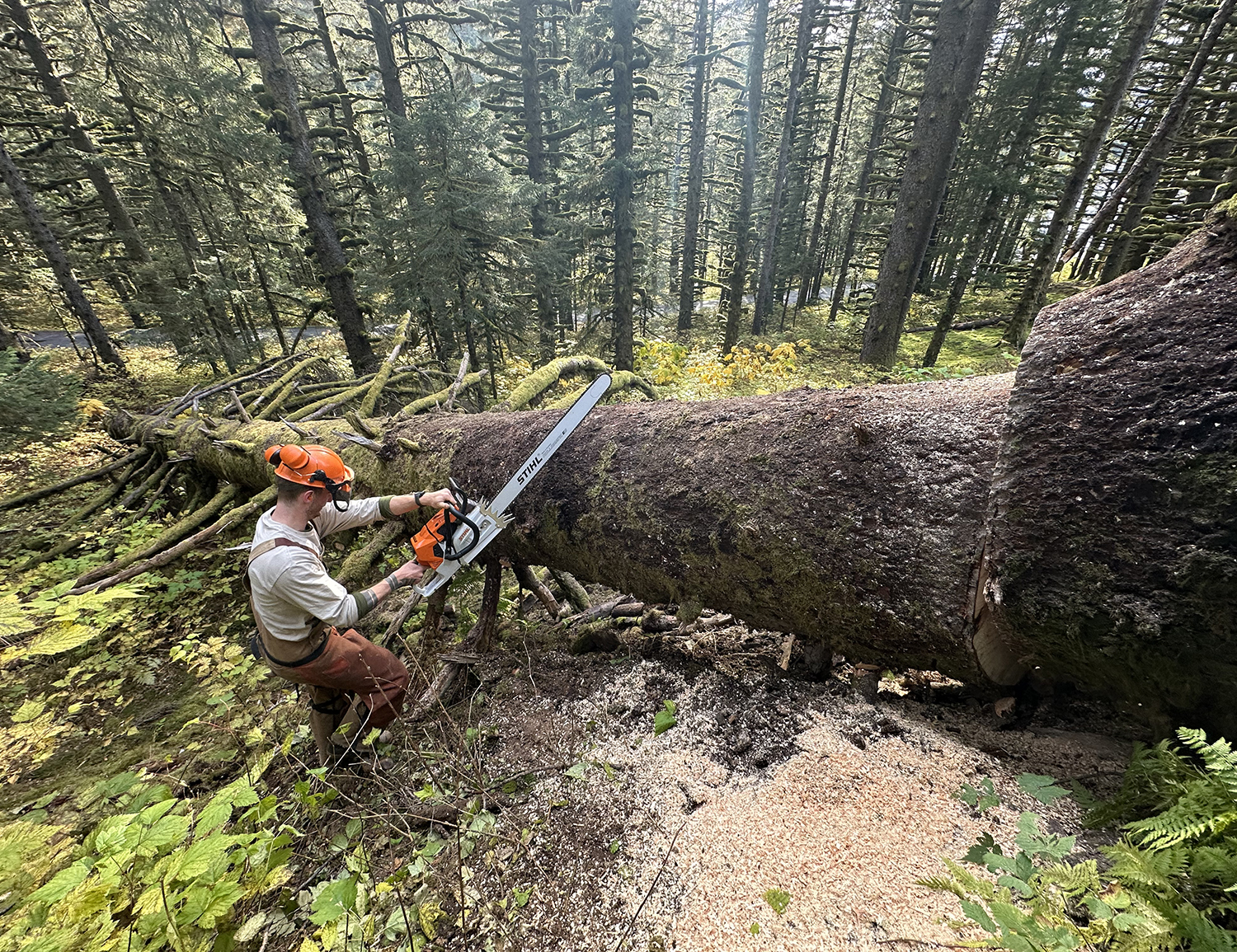 ACC using chansaw to section up a large wind-fallen tree
