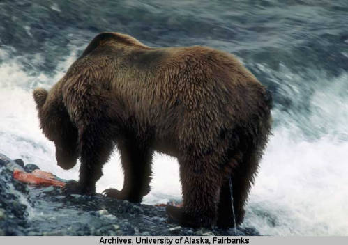 A grizzly bear eating a fish; These bears can be distinguished by their prominent shoulder hump, and are most commonly found in Kodiak, other parts of Alaska, and western Canada. Image courtesy of Univer-sity of Alaska Fairbanks, Alaska and Polar Regions Collections, Robert W. and Elizabeth L. Stevens Collec-tion, UAF-2003-194-5791.