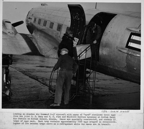 Three men loading a steel box onto an Alaska Air Command C-47. This box contained trout eggs, and was done as a part of a project to supply various Alaskan lakes with rainbow trout. Image courtesy of University of Alaska Fairbanks, Alaska and Polar Regions Collections, Alaska Air Command Photograph Collections, UAF-1982-10-1.