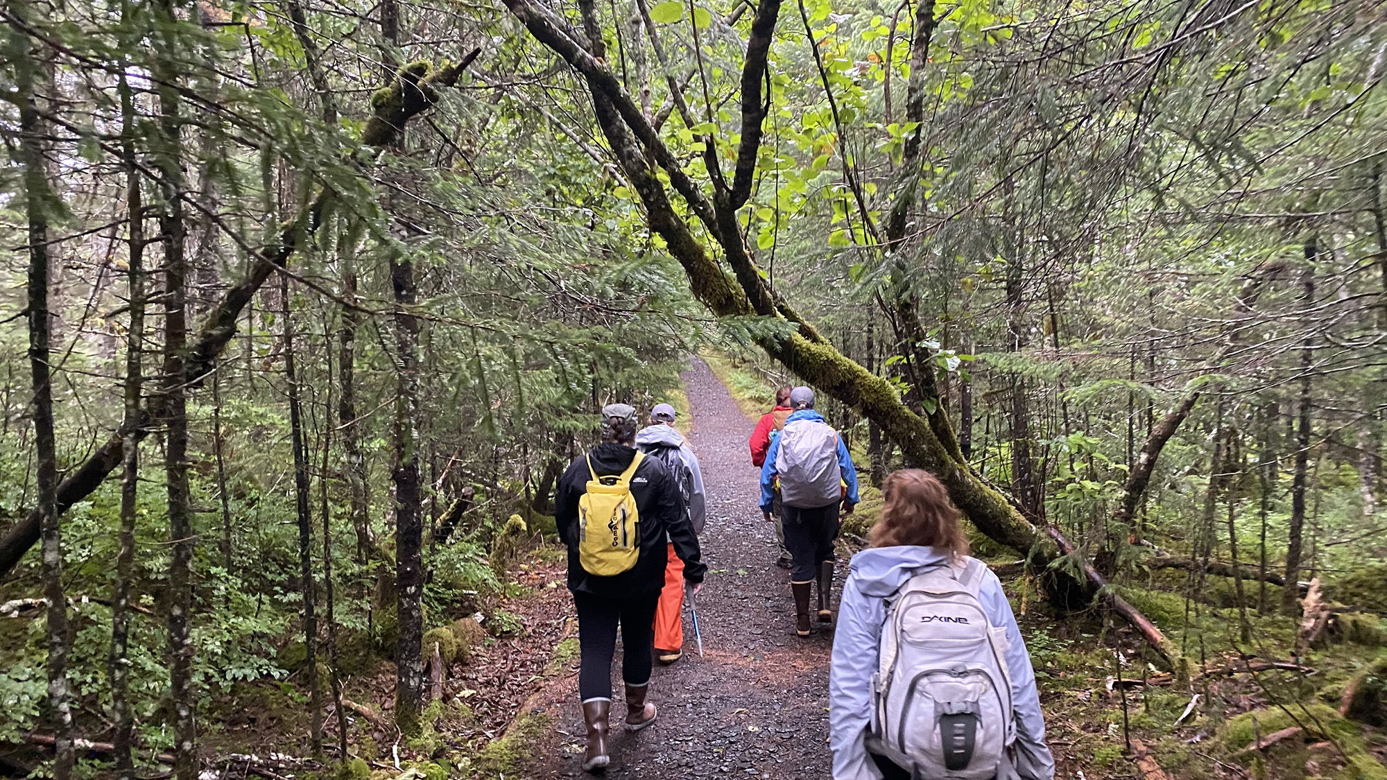 OHA staff walks along the historic road to Fort McGilvrary, first built by the U.S. Army Corps of Engineers in 1941. Although once connecting Fort McGilvrary's four distinct areas, the Army never built a road to connect Fort McGilvrary to Fort Raymond in Seward. September 2021.