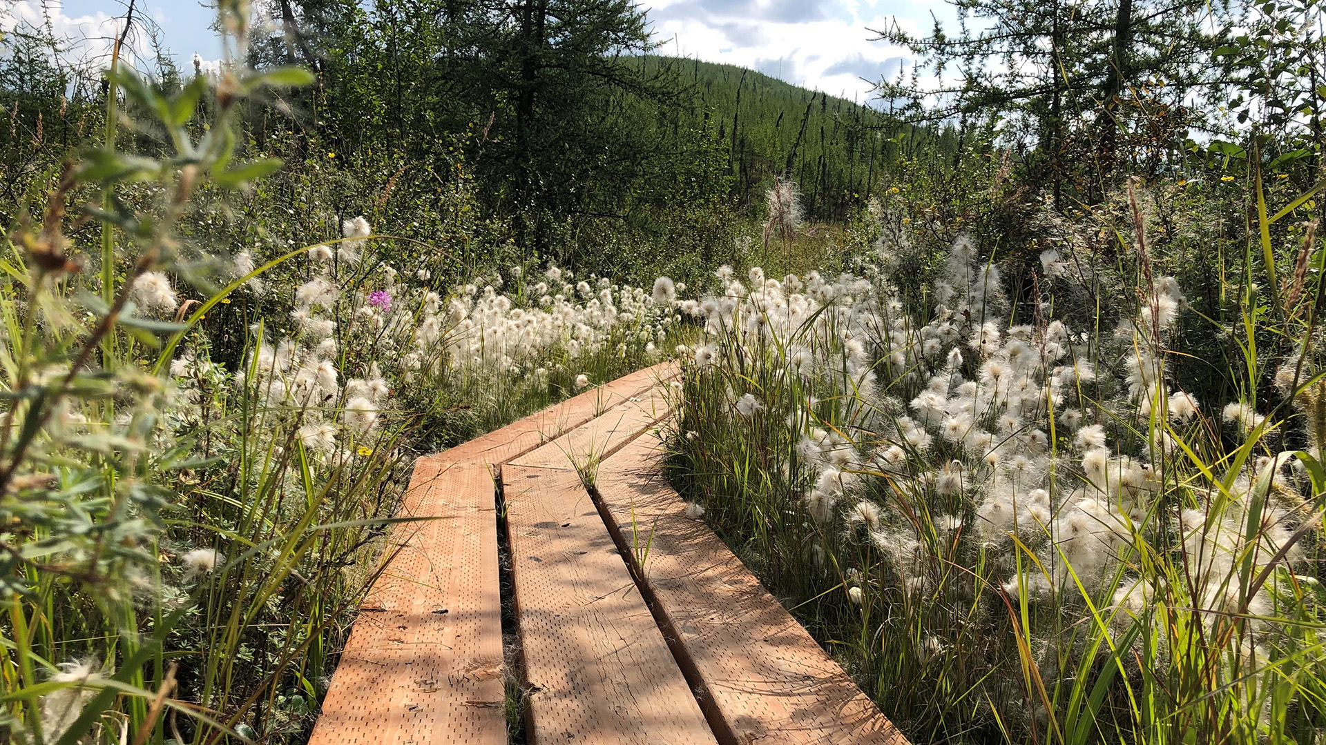 Photo of Boardwalk at Granite Tors surrounded by cotton plants