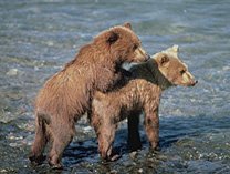 Two bear cubs