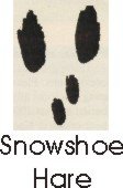 Snowshoe Hare Track