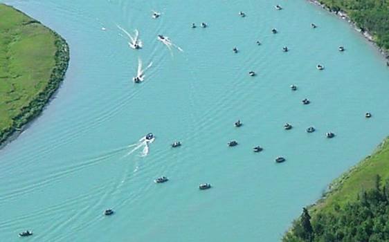 Kenai River Ducks