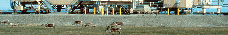 Caribou by oil facilities
