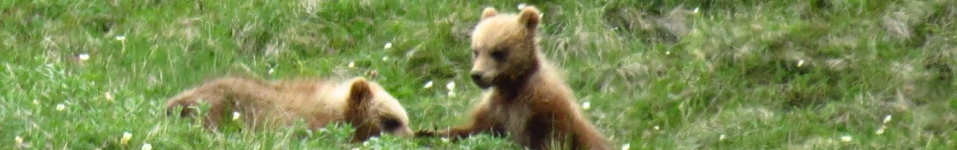 Bear cubs in Denali National Park as seen from the safety of a bus