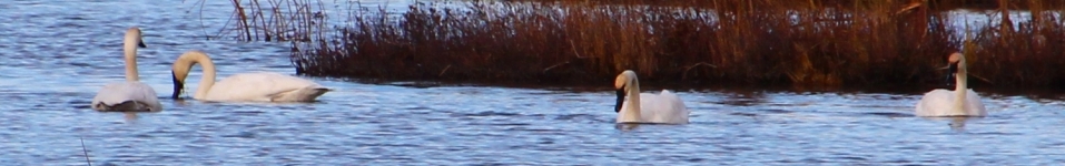 Swans in Potters Marsh