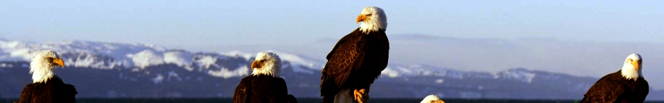 Bald Eagels in Homer