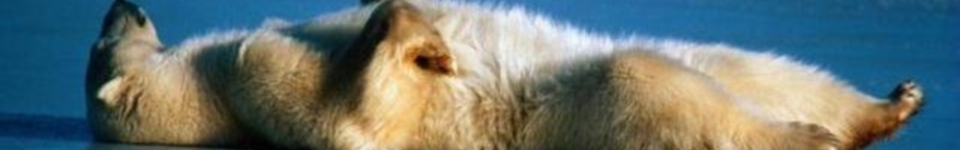 Polar Bear