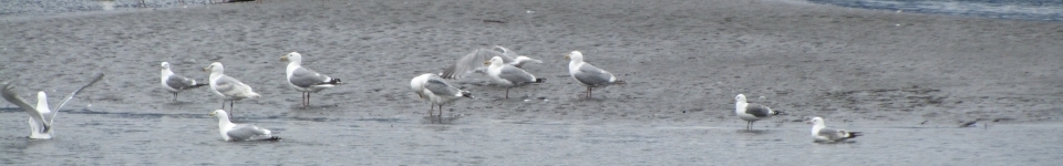 Sea Gulls
