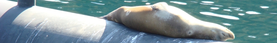 Sea Lion