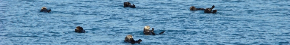 Otters