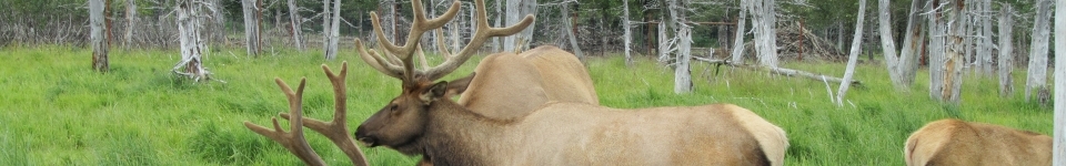 Elk