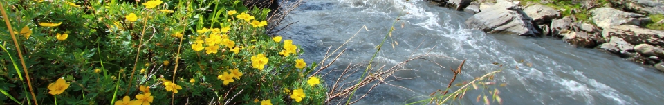 Savage Creek - Denali National Park