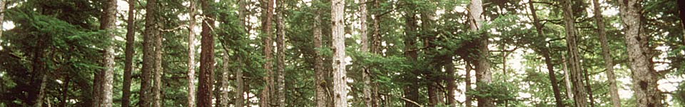 Alaska State Forests
