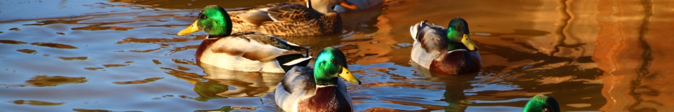 Ducks on Campbell Creek