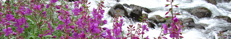 Creek along Eklutna Lake Trail