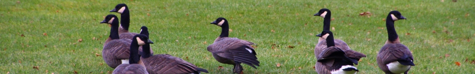 Geese