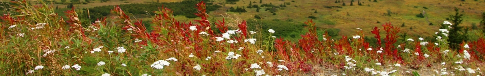 Flowers along the Power Line Trail in Anchorage