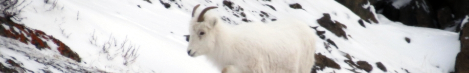 Goat along the Seward Highway cliffs